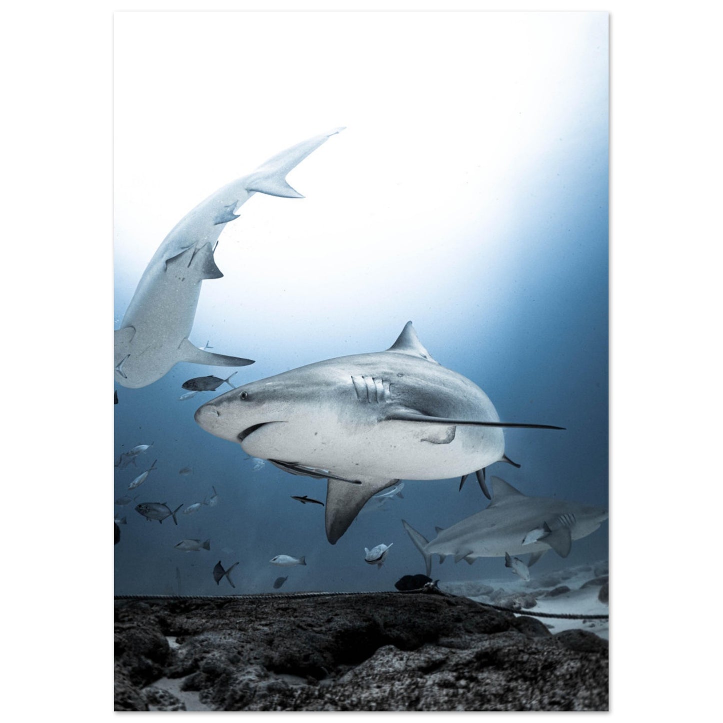 BULL SHARKS ENCOUNTER - MATTE POSTER