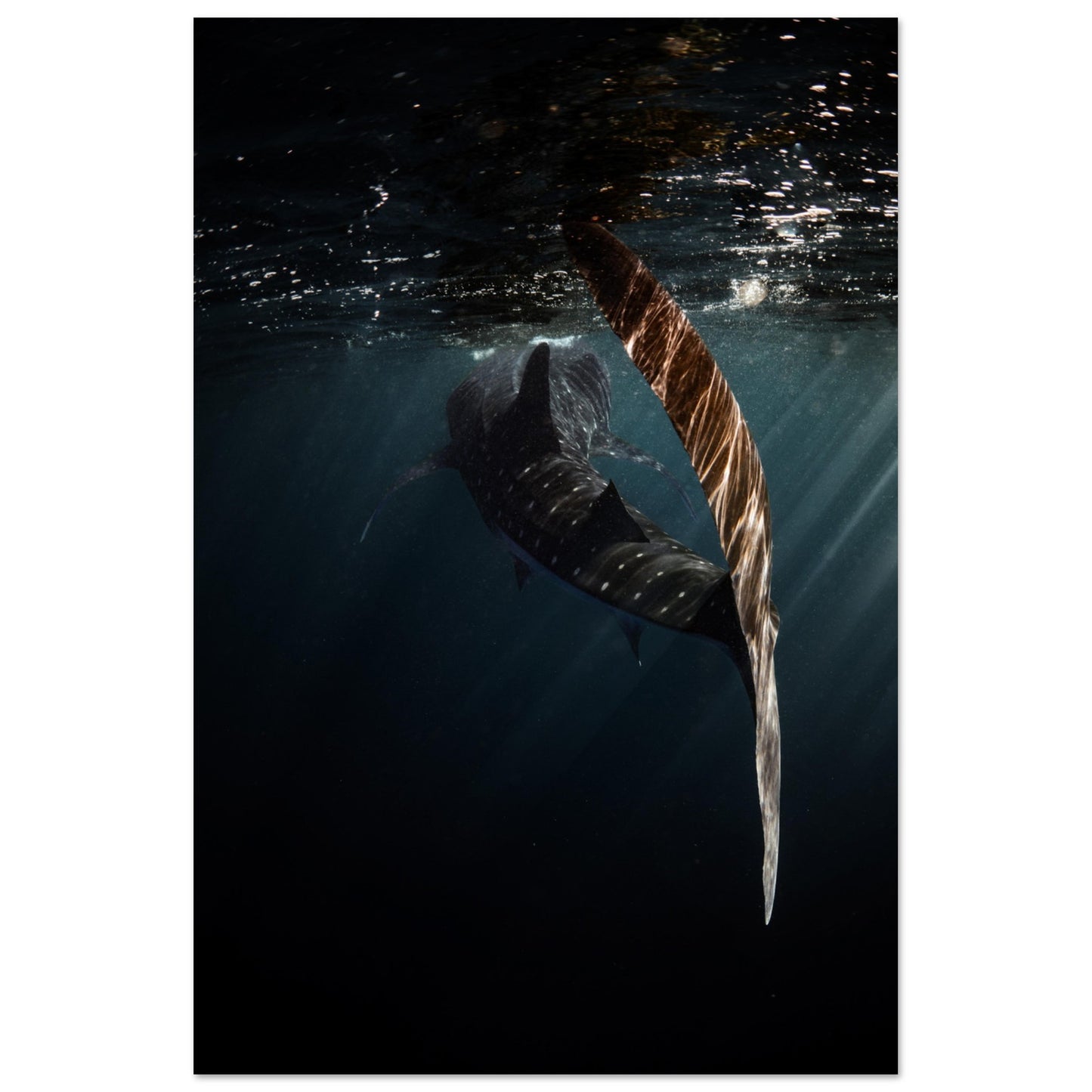 WHALE SHARK ENCOUNTER - MATTE POSTER
