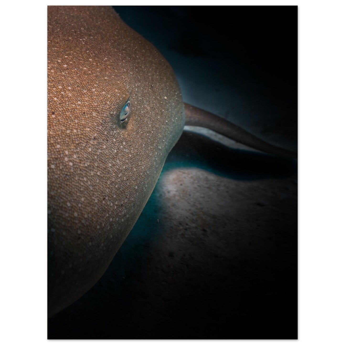 SLEEPING NURSE SHARK - MATTE POSTER
