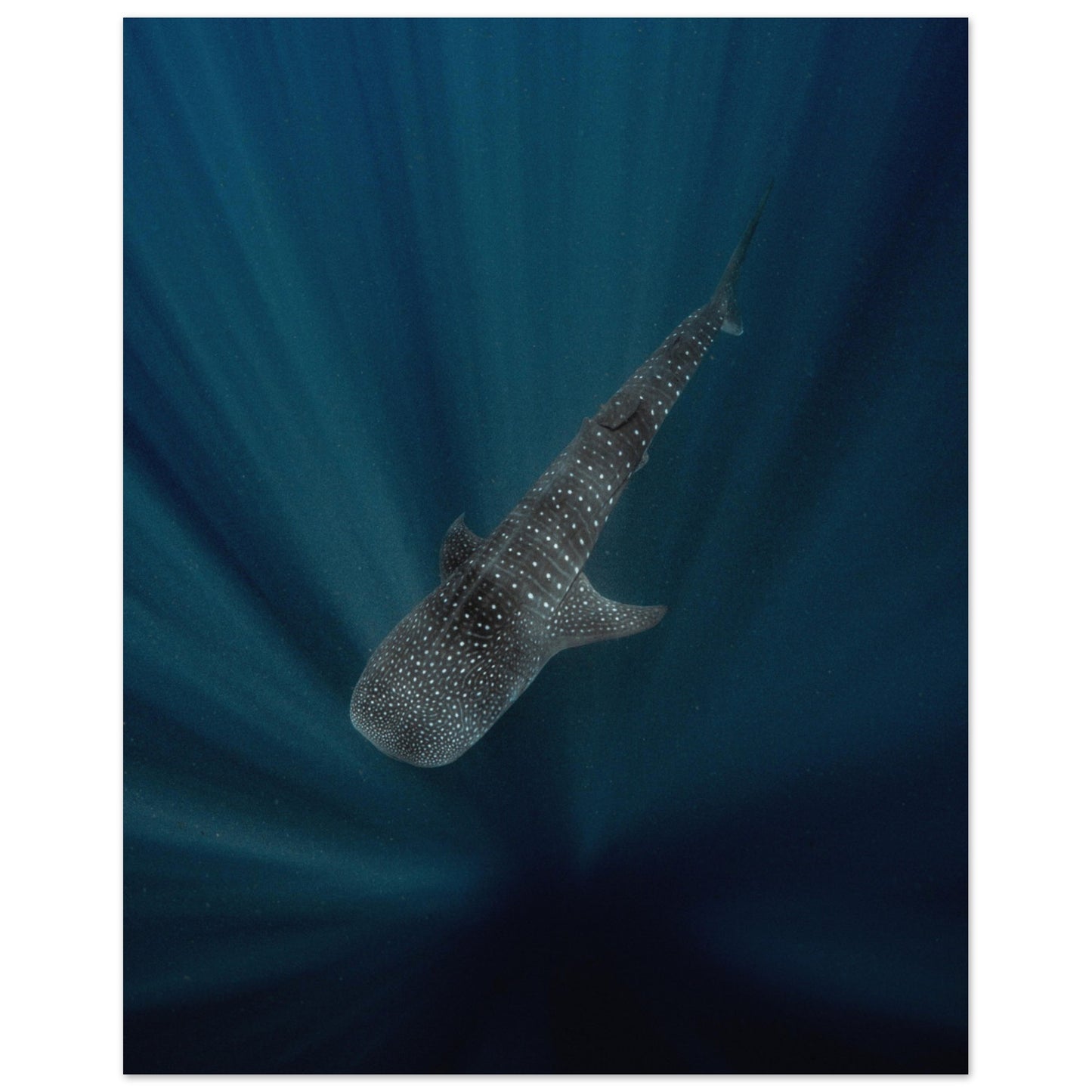 WHALE SHARK IN THE DARKNESS - MATTE POSTER