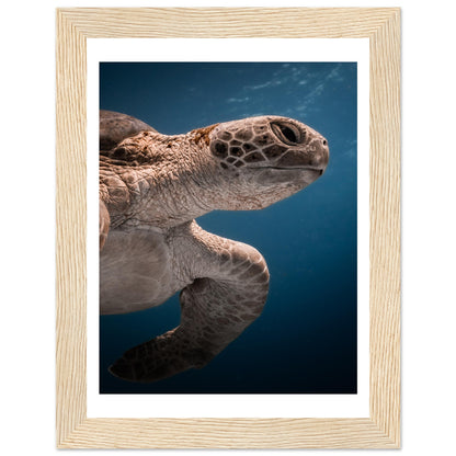 BENEATH A TURTLE - WOODEN FRAME