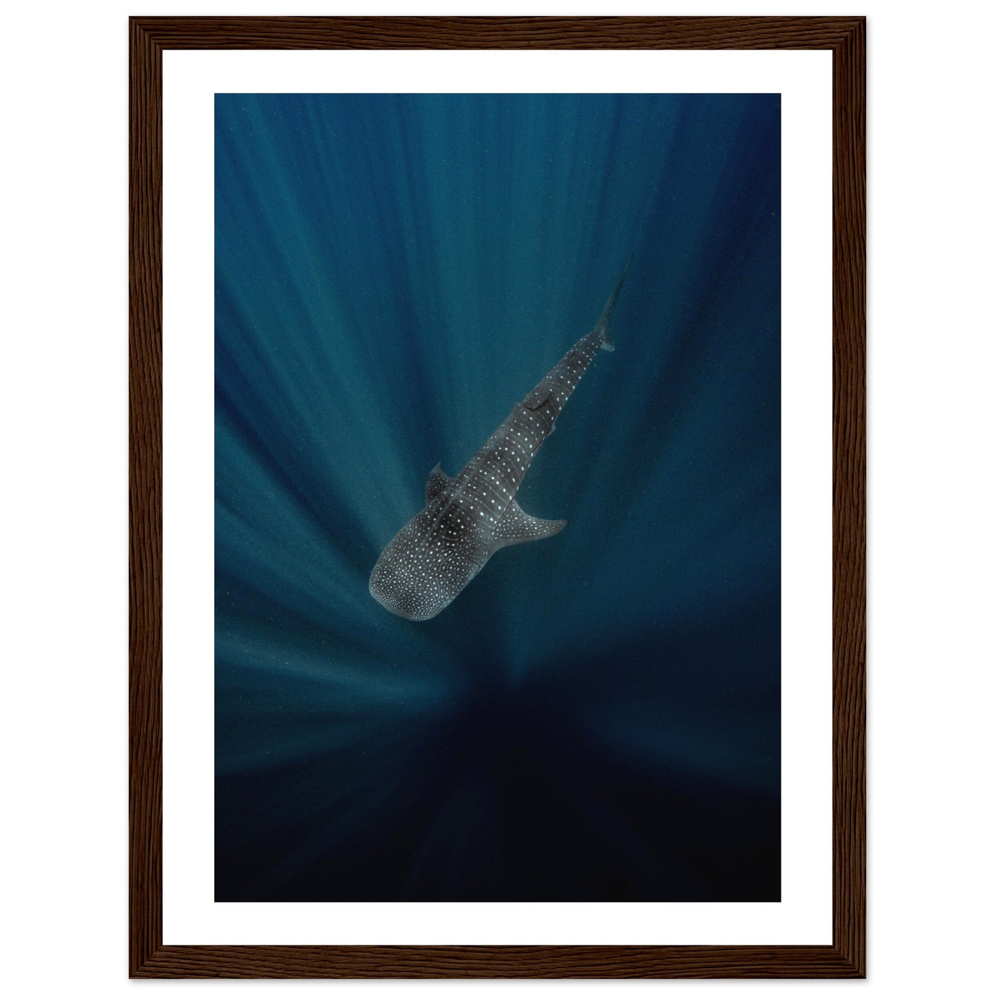 WHALE SHARK IN THE DARKNESS - WOODEN FRAME