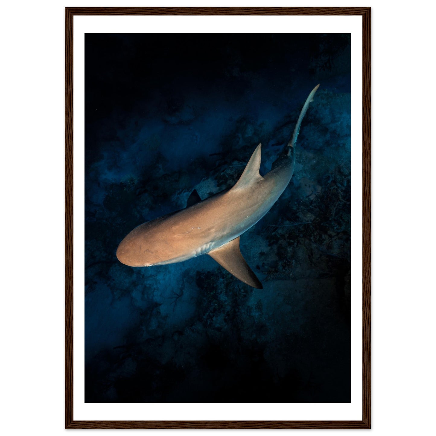 CURIOUS REEF SHARK - WOODEN FRAME
