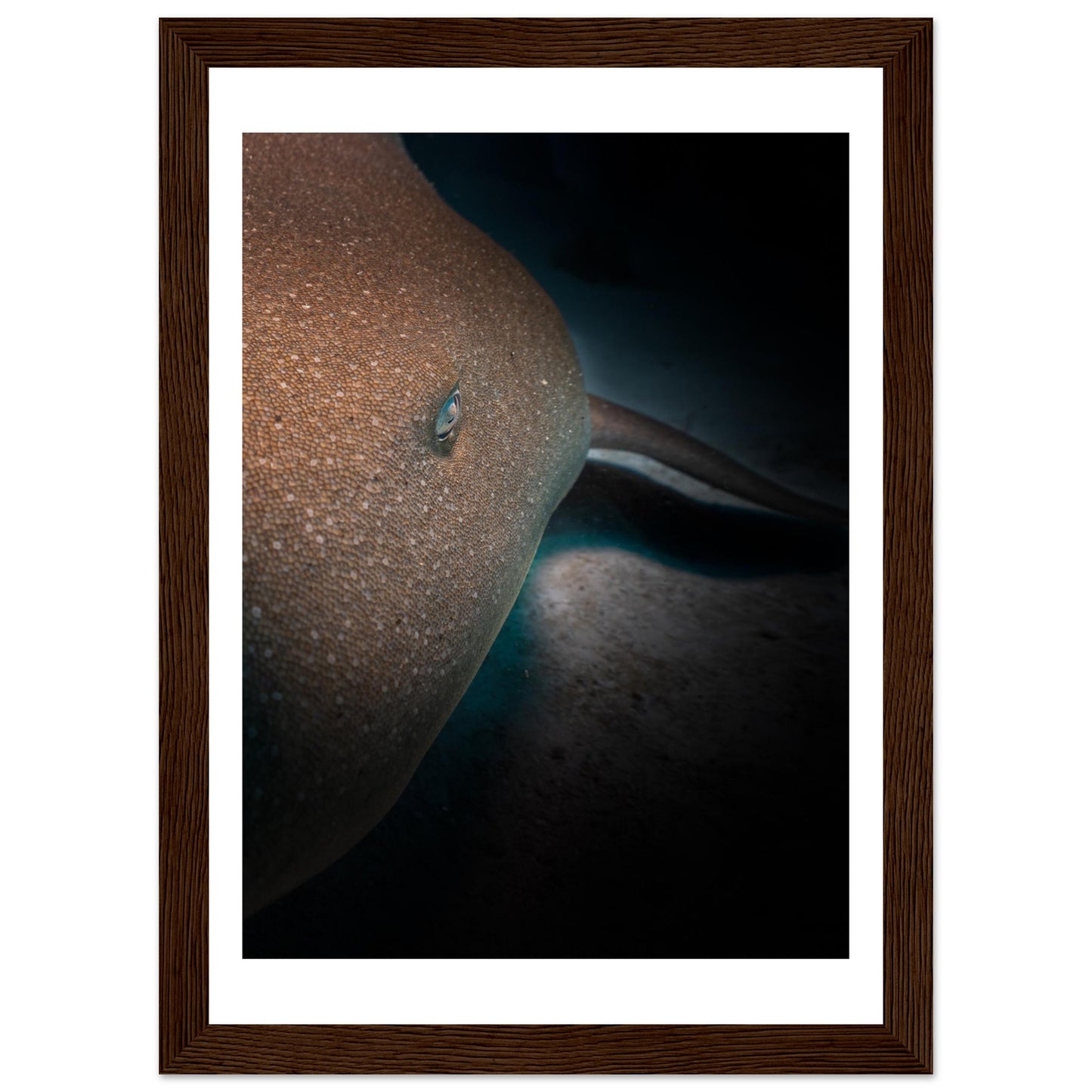 SLEEPING NURSE SHARK - WOODEN FRAME