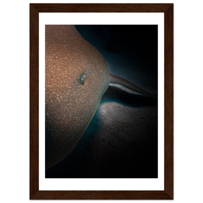 SLEEPING NURSE SHARK - WOODEN FRAME