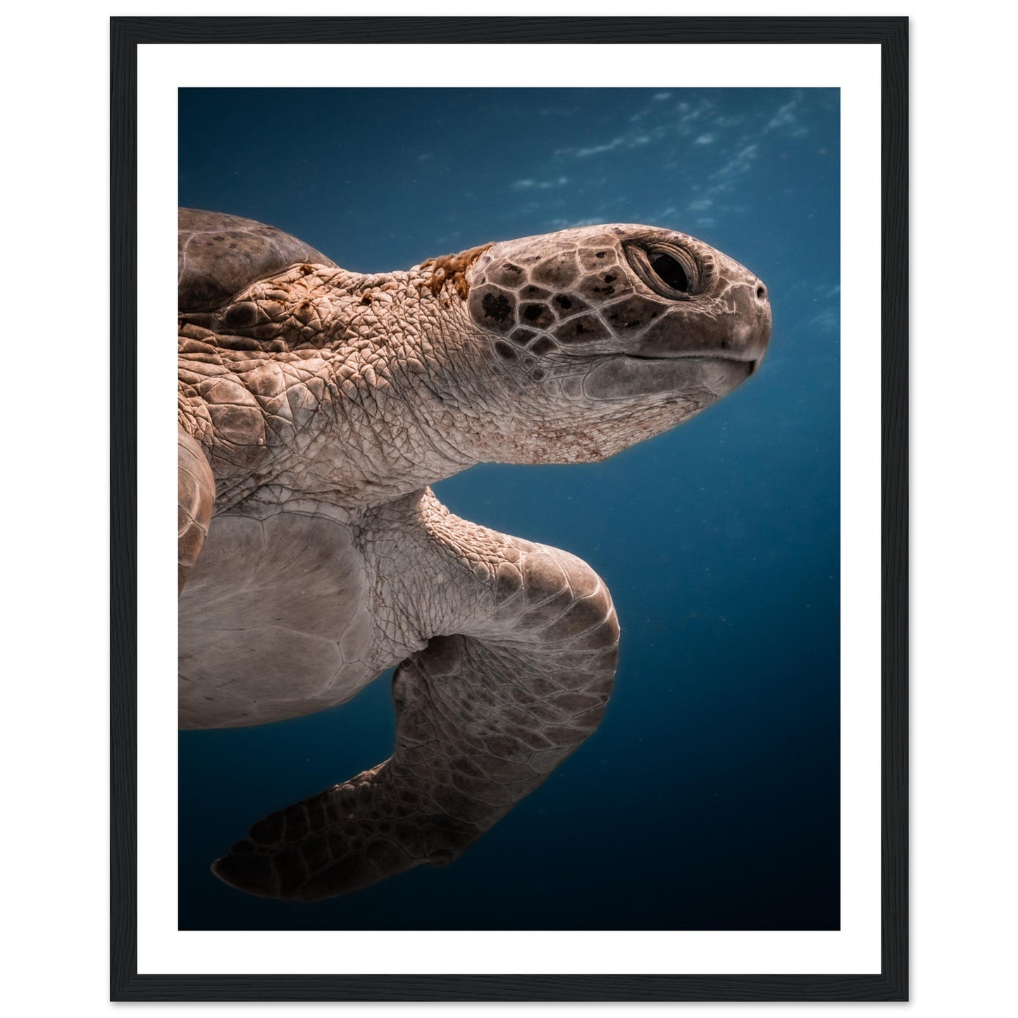 BENEATH A TURTLE - WOODEN FRAME