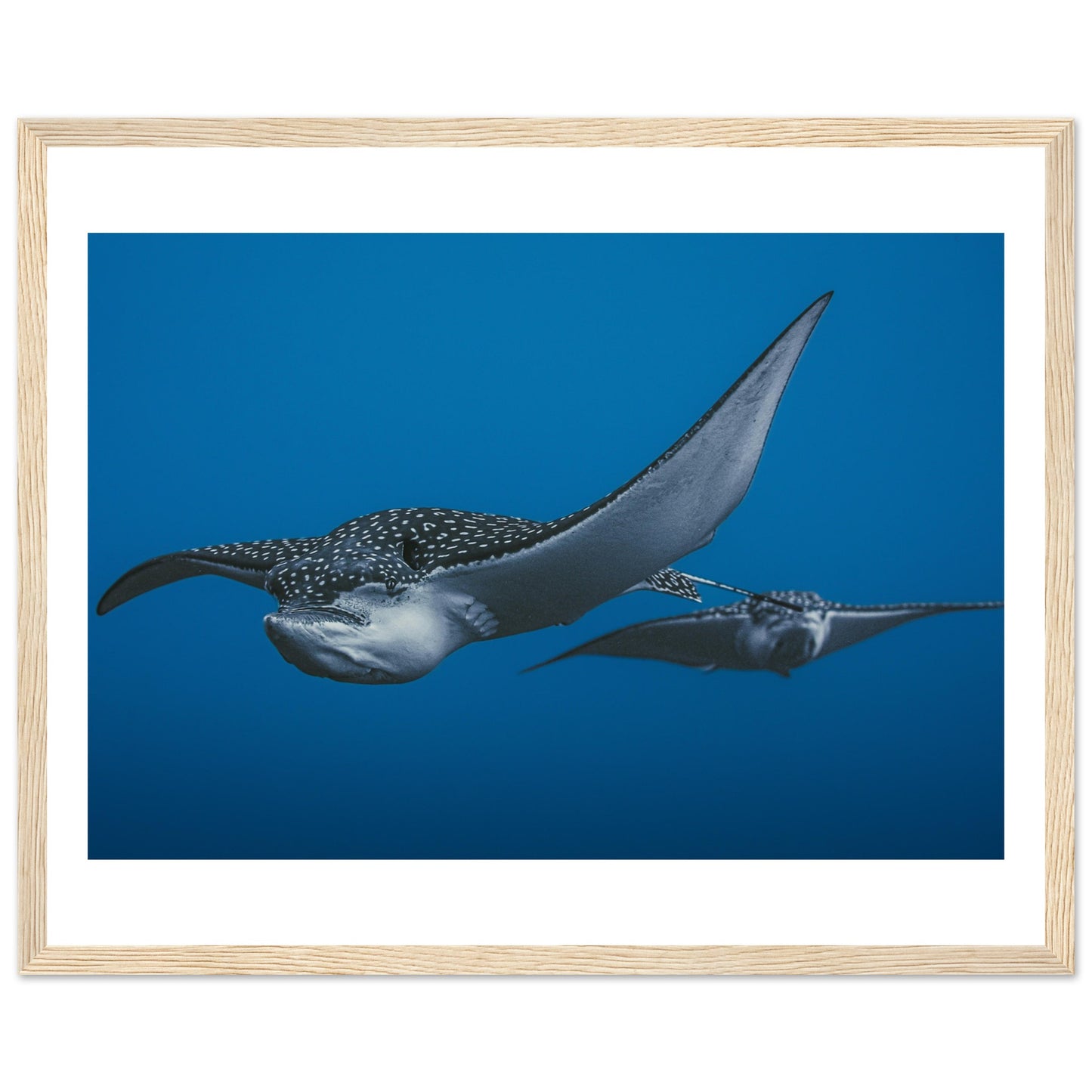 THE FLIGHT OF SPOTTED EAGLE RAYS - WOODEN FRAME