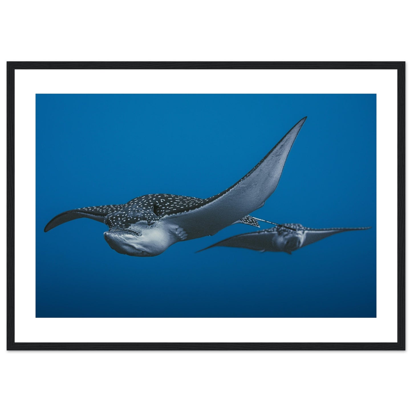 THE FLIGHT OF SPOTTED EAGLE RAYS - WOODEN FRAME