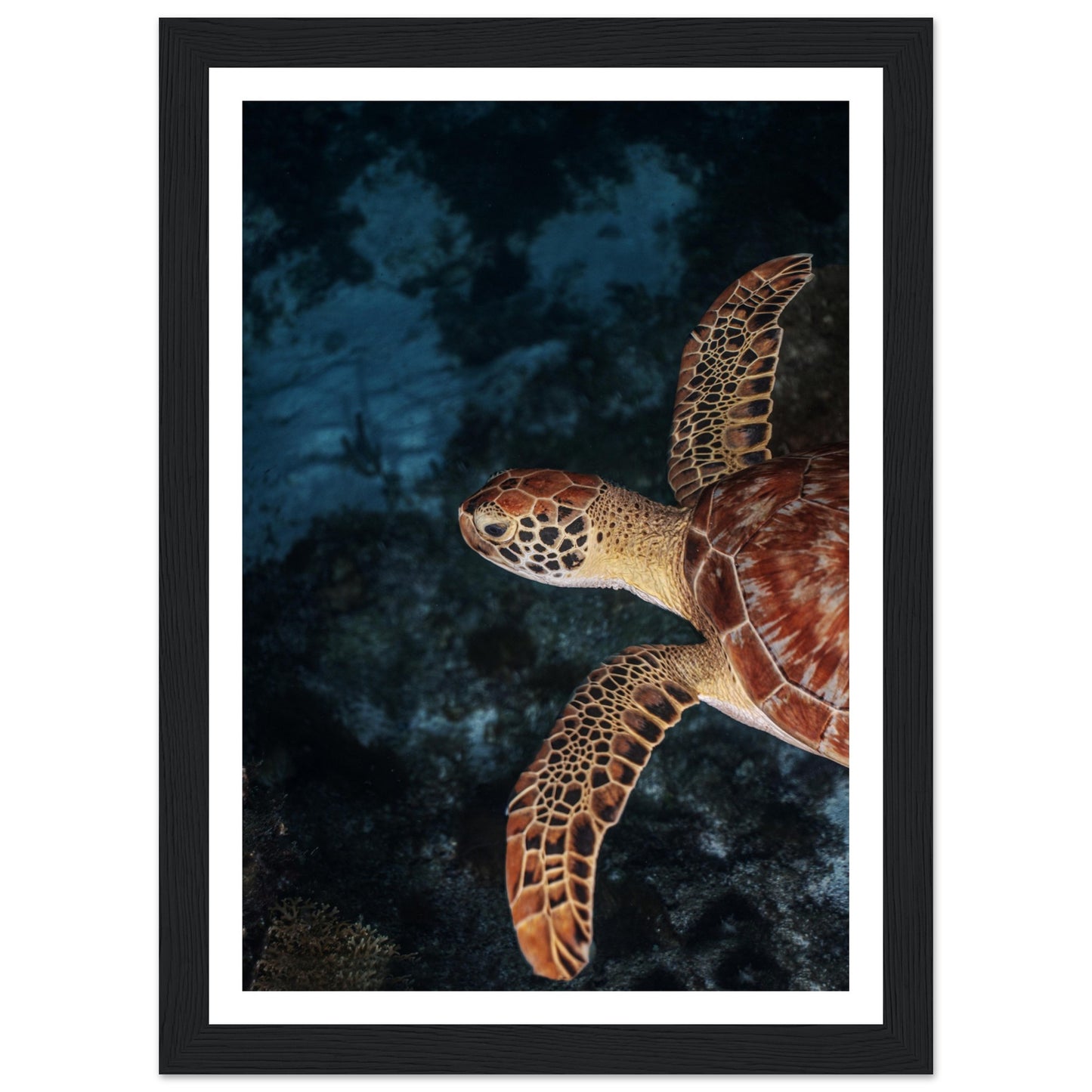 FLYING BABY TURTLE (PROFIL) - WOODEN FRAME