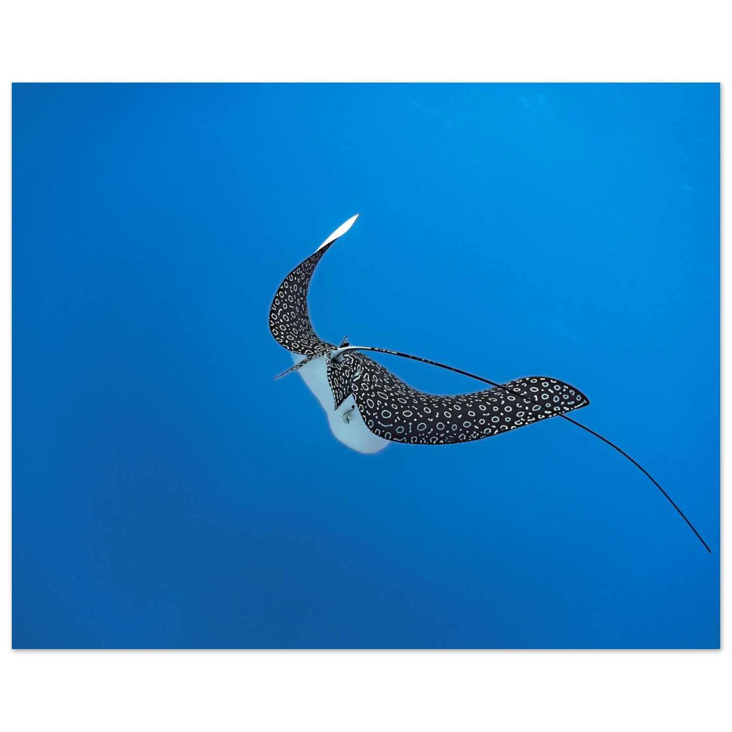 SPOTTED EAGLE RAY - MATTE POSTER