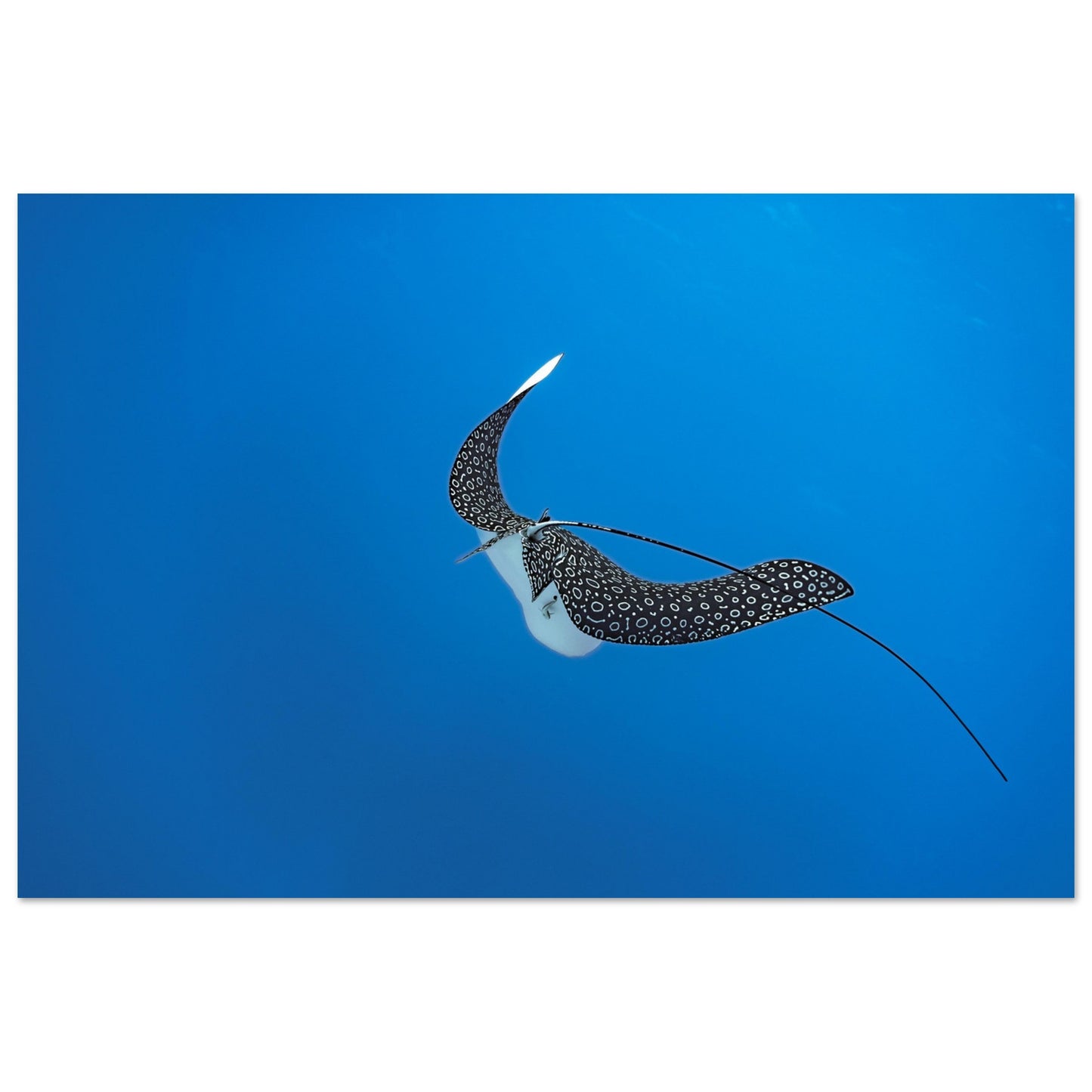 SPOTTED EAGLE RAY - MATTE POSTER