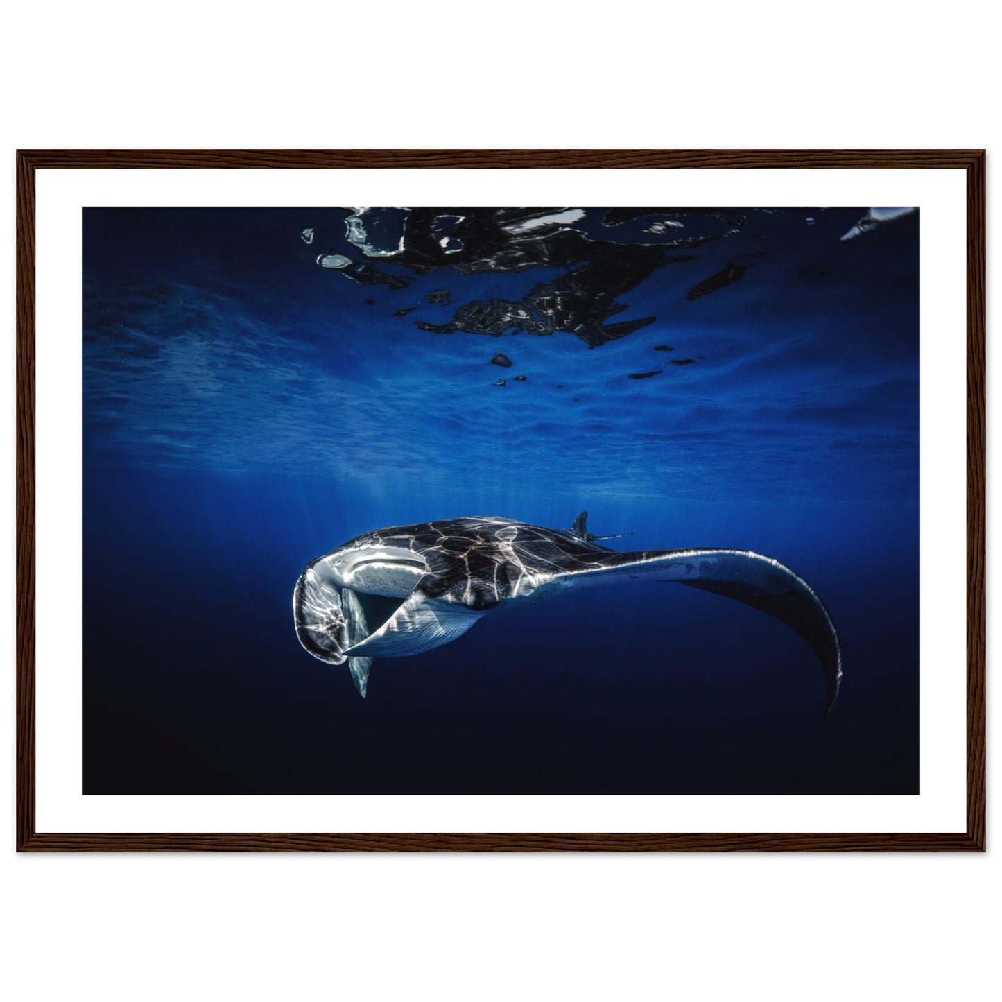 GIANT MANTA RAY - WOODEN FRAME
