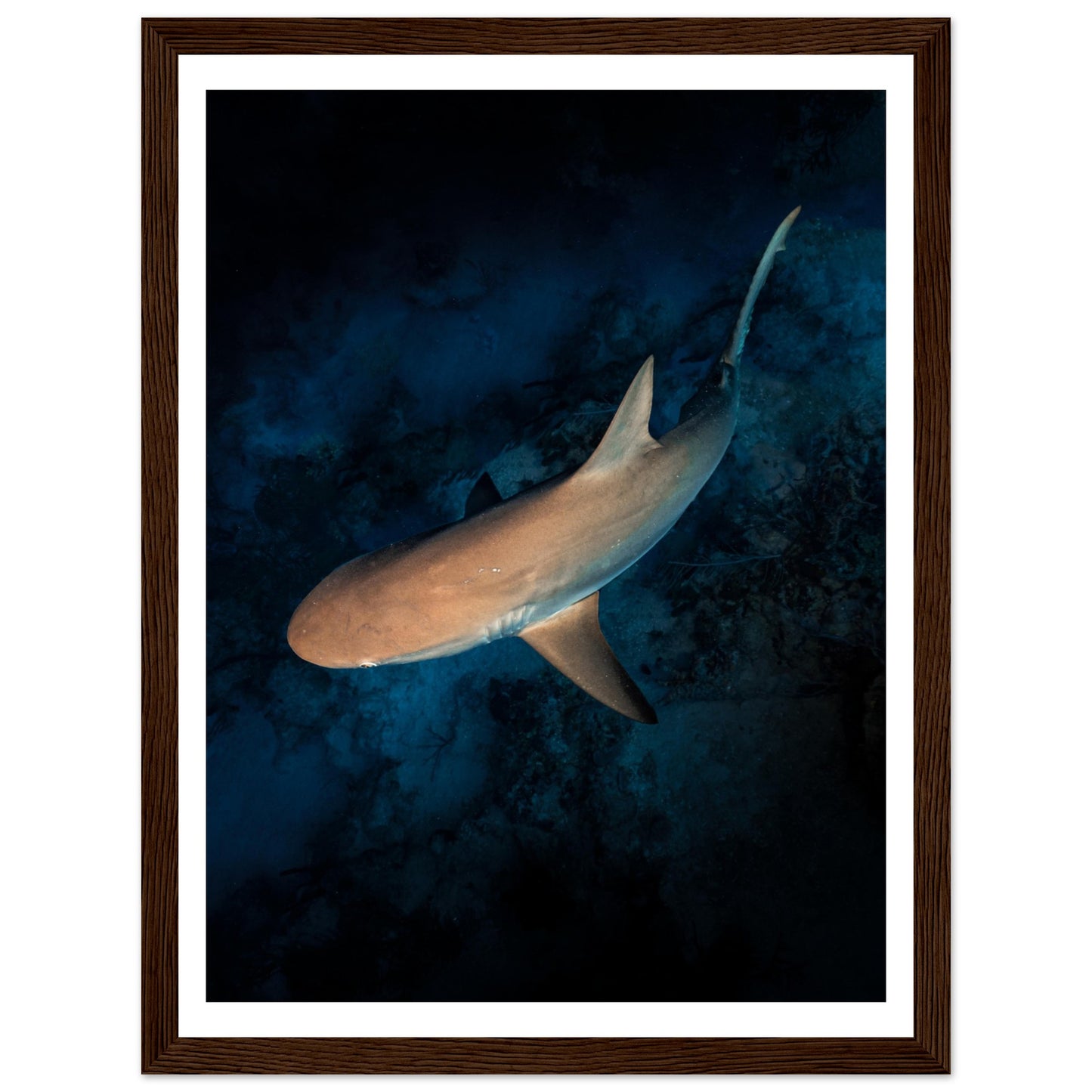 CURIOUS REEF SHARK - WOODEN FRAME