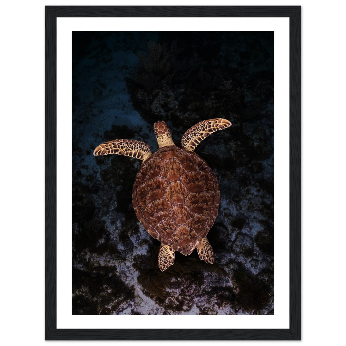 FLYING BABY TURTLE- WOODEN FRAME