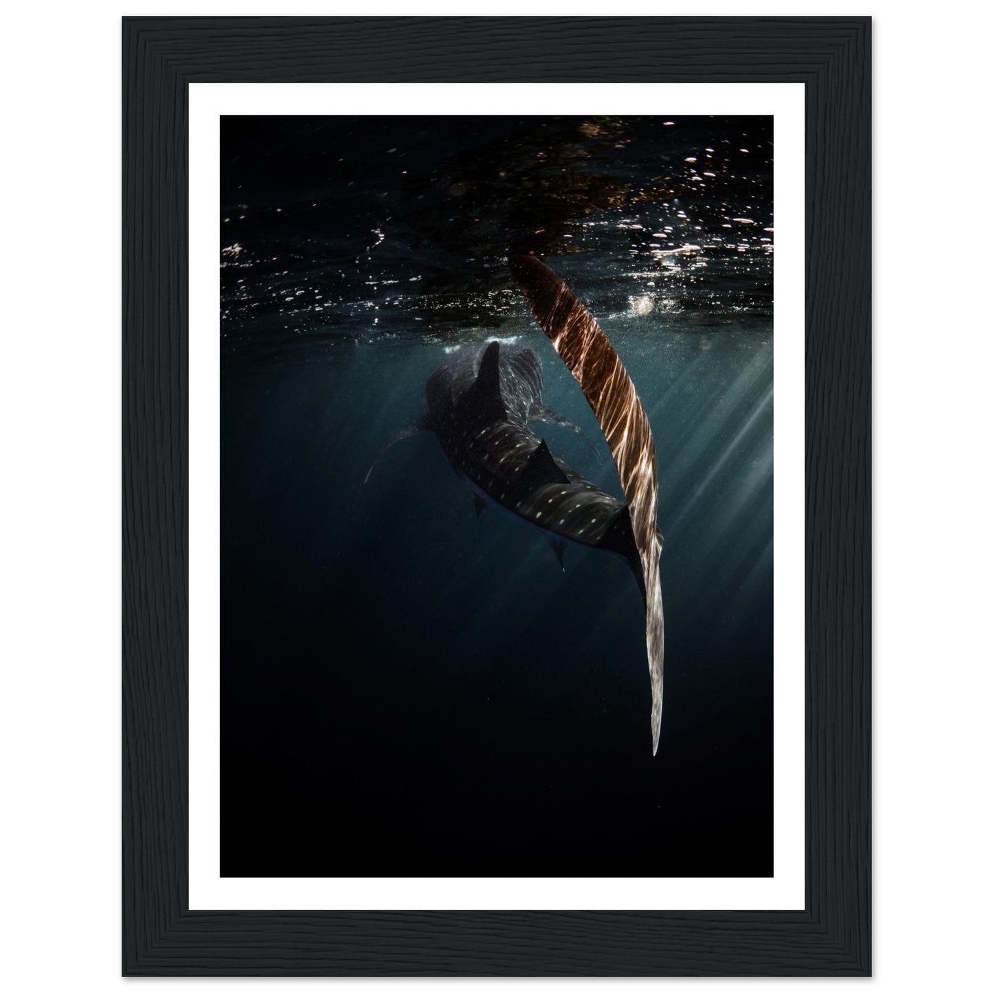 WHALE SHARK ENCOUNTER - WOODEN FRAME