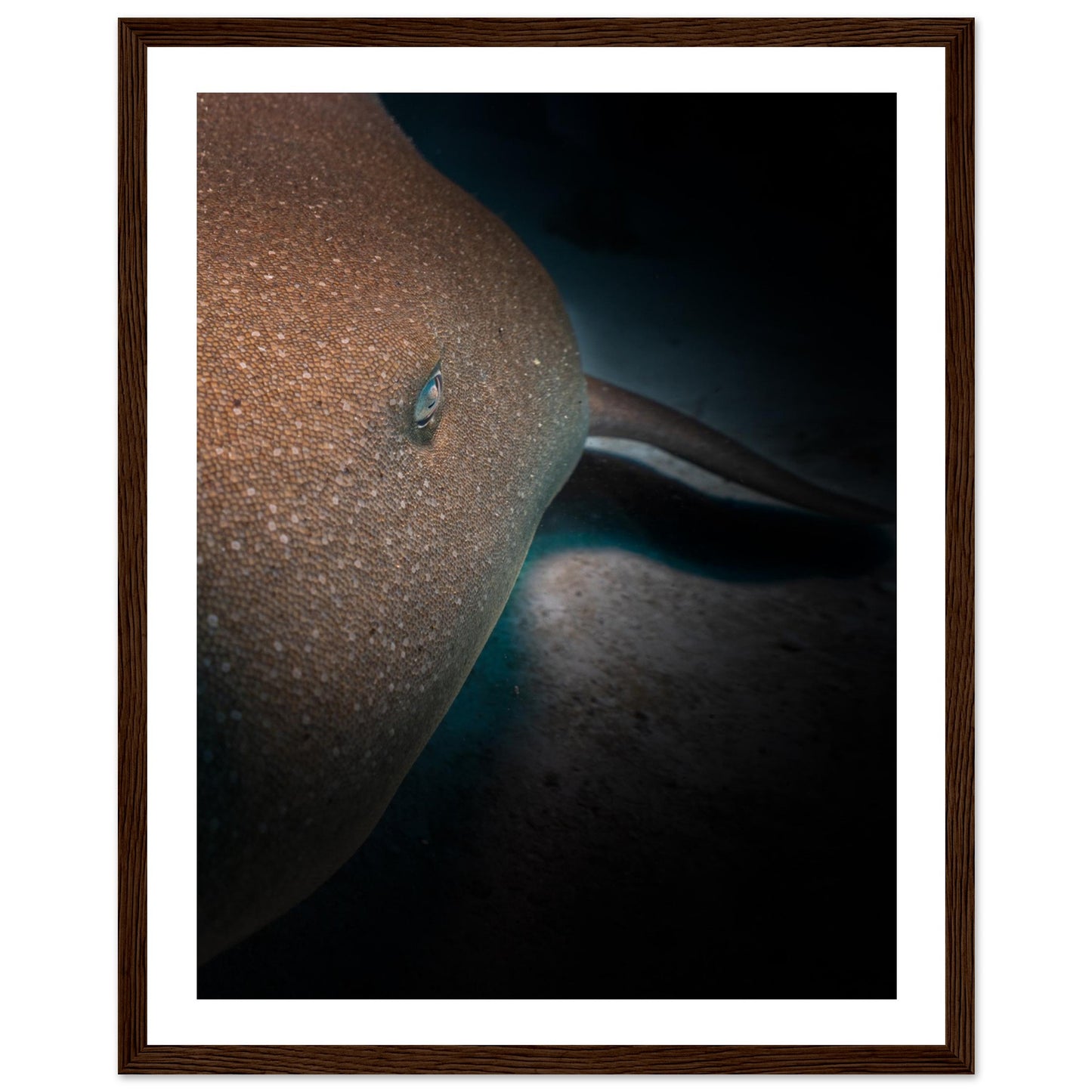 SLEEPING NURSE SHARK - WOODEN FRAME