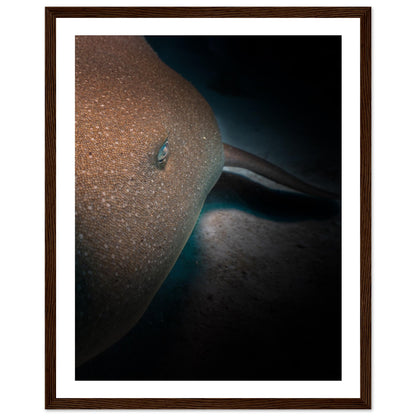 SLEEPING NURSE SHARK - WOODEN FRAME