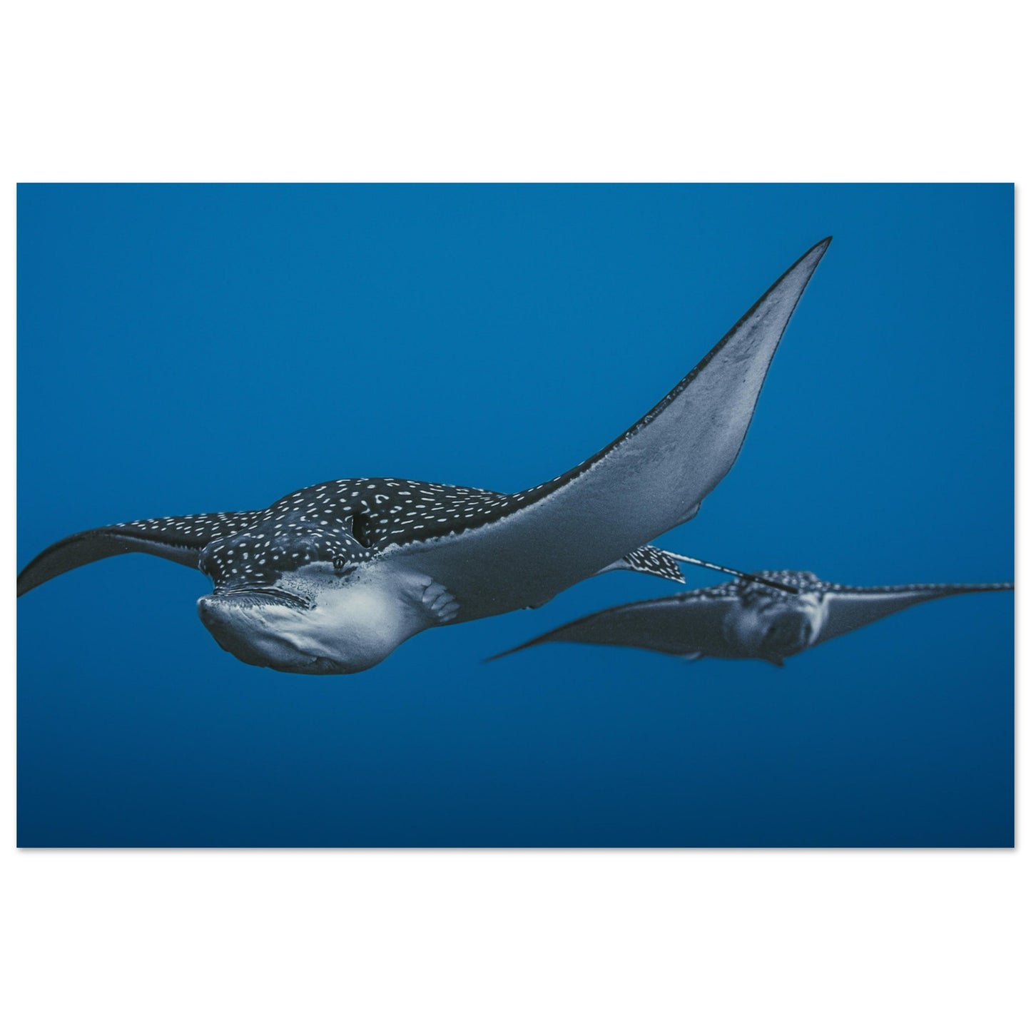 THE FLIGHT OF SPOTTED EAGLE RAYS - MATTE POSTER