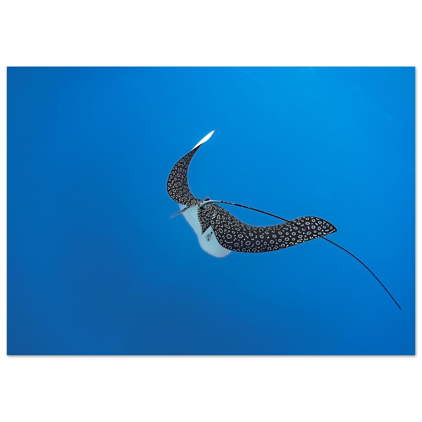 SPOTTED EAGLE RAY - MATTE POSTER