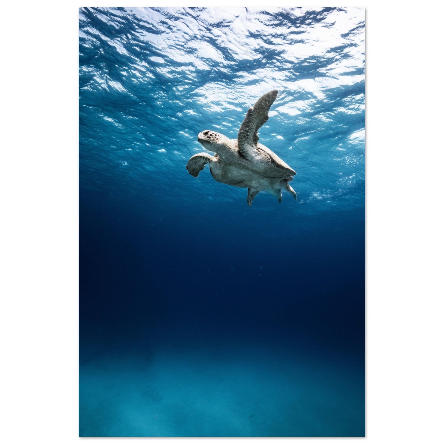 THE SEARCH OF MATE - TURTLE ODYSSEY - MATTE POSTER