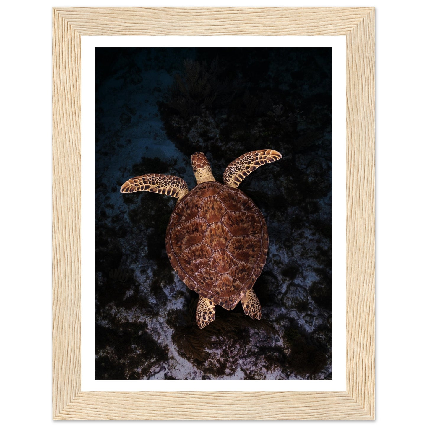 FLYING BABY TURTLE- WOODEN FRAME