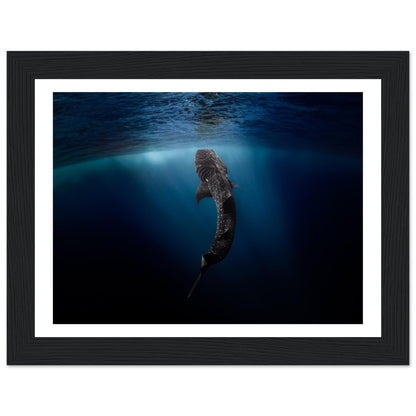 WHALE SHARK EATING AT THE SURFACE - WOODEN FRAME