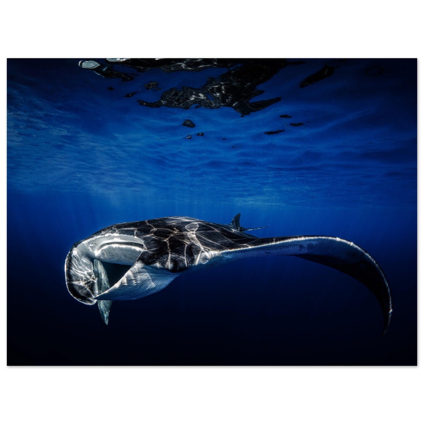 GIANT MANTA RAY - MATTE POSTER