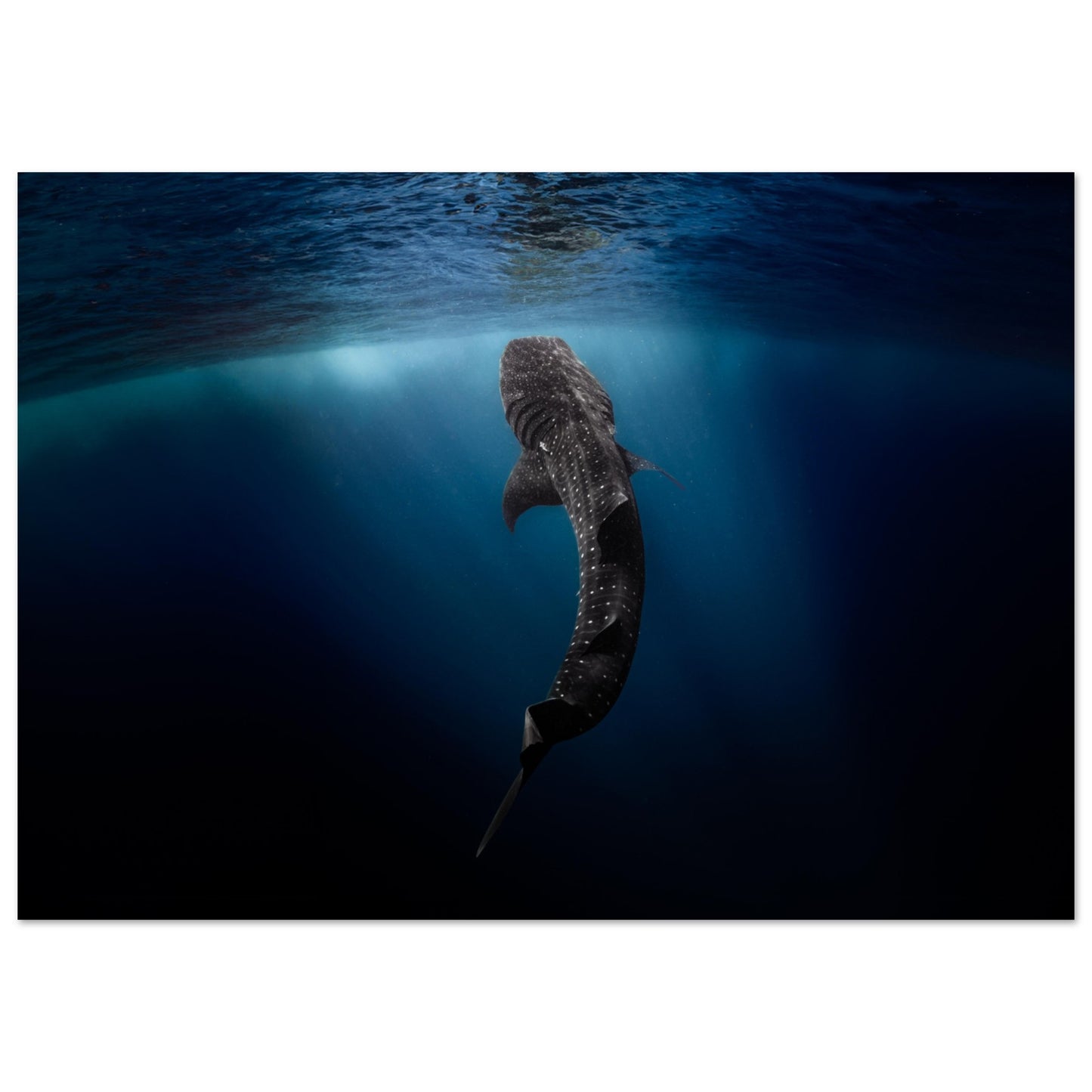 WHALE SHARK EATING AT THE SURFACE - MATTE POSTER