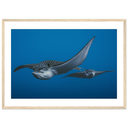 THE FLIGHT OF SPOTTED EAGLE RAYS - WOODEN FRAME