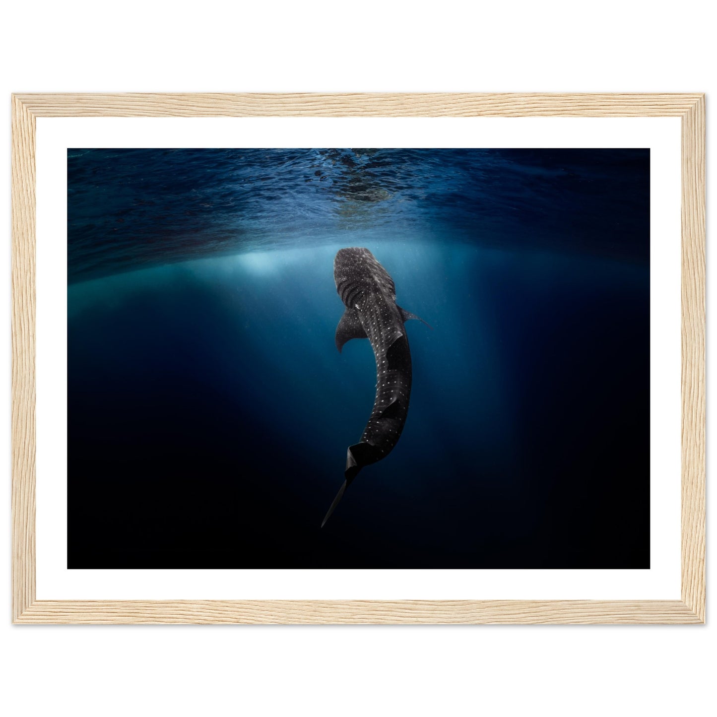 WHALE SHARK EATING AT THE SURFACE - WOODEN FRAME
