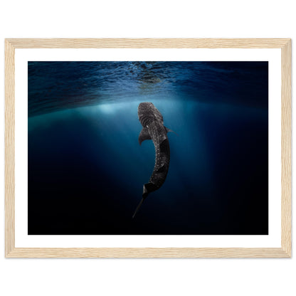 WHALE SHARK EATING AT THE SURFACE - WOODEN FRAME