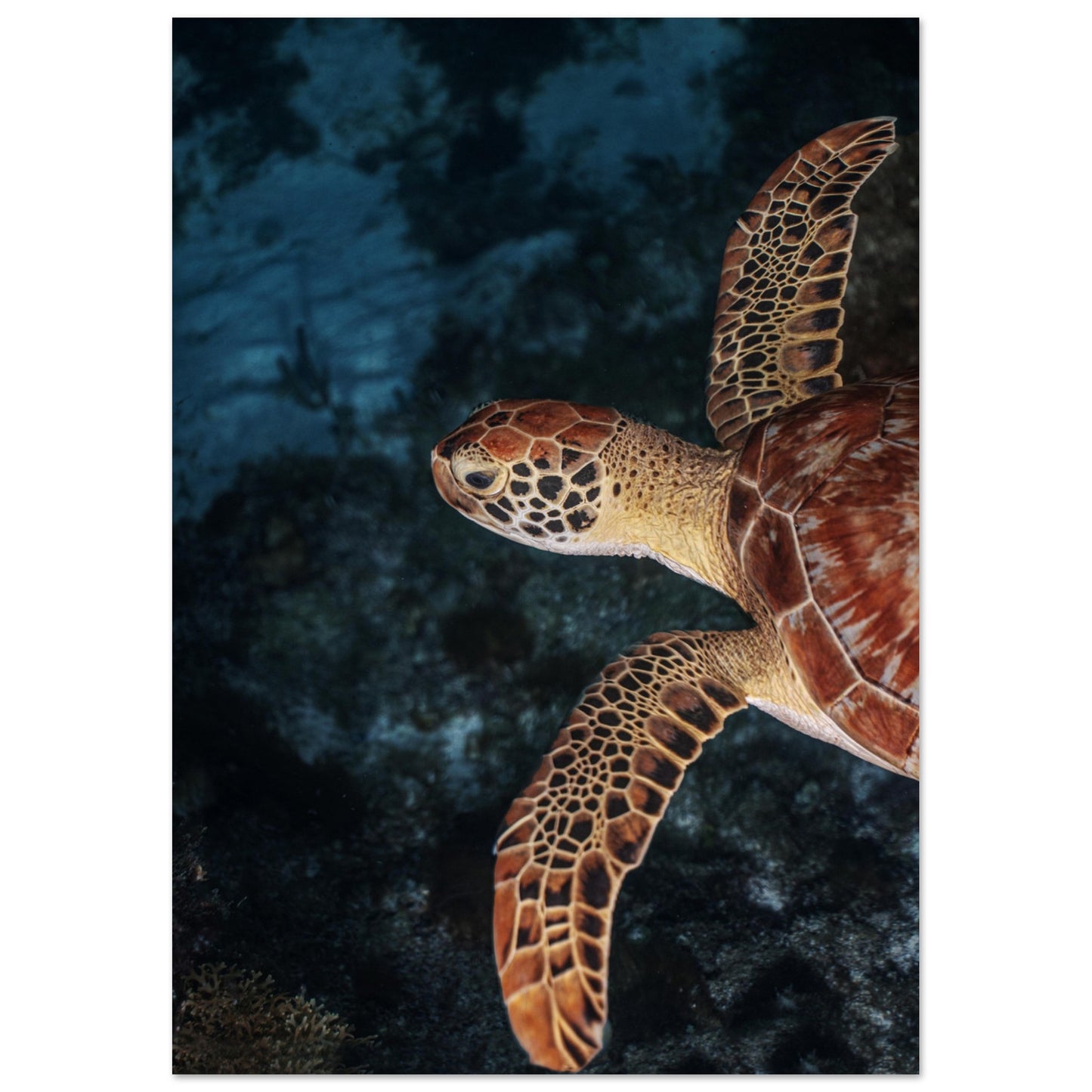 FLYING BABY TURTLE (PROFIL) -MATTE POSTER