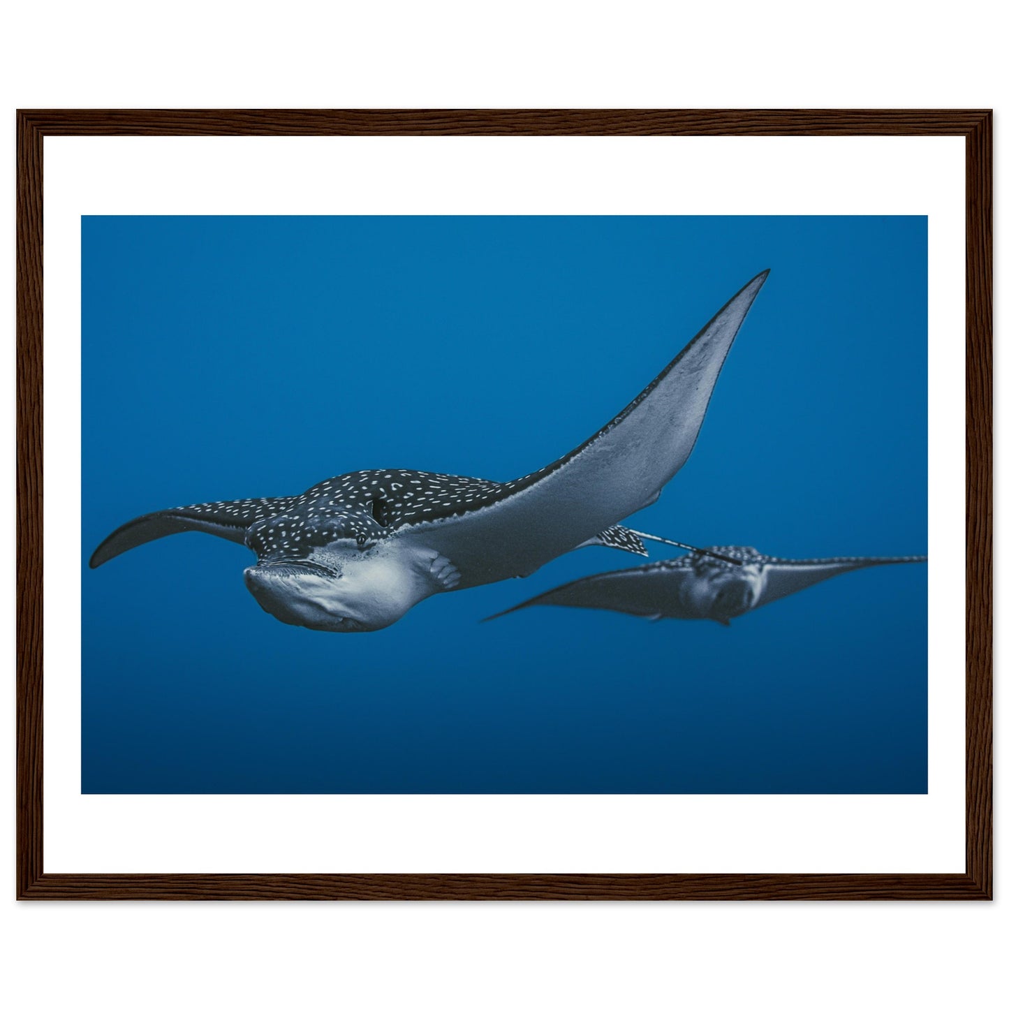 THE FLIGHT OF SPOTTED EAGLE RAYS - WOODEN FRAME