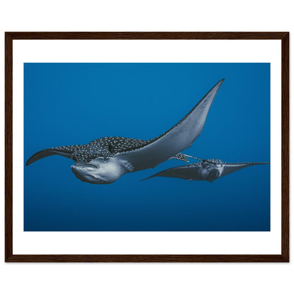 THE FLIGHT OF SPOTTED EAGLE RAYS - WOODEN FRAME