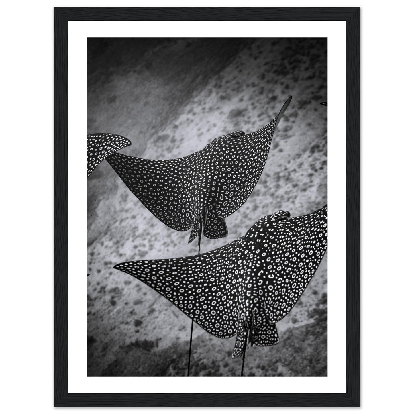 SPOTTED EAGLE RAY SQUAD - WOODEN FRAME