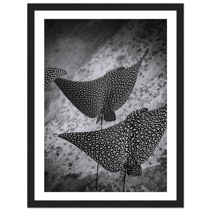 SPOTTED EAGLE RAY SQUAD - WOODEN FRAME