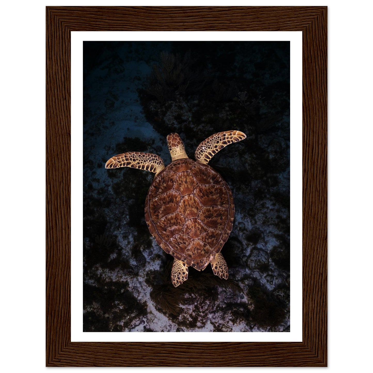 FLYING BABY TURTLE- WOODEN FRAME