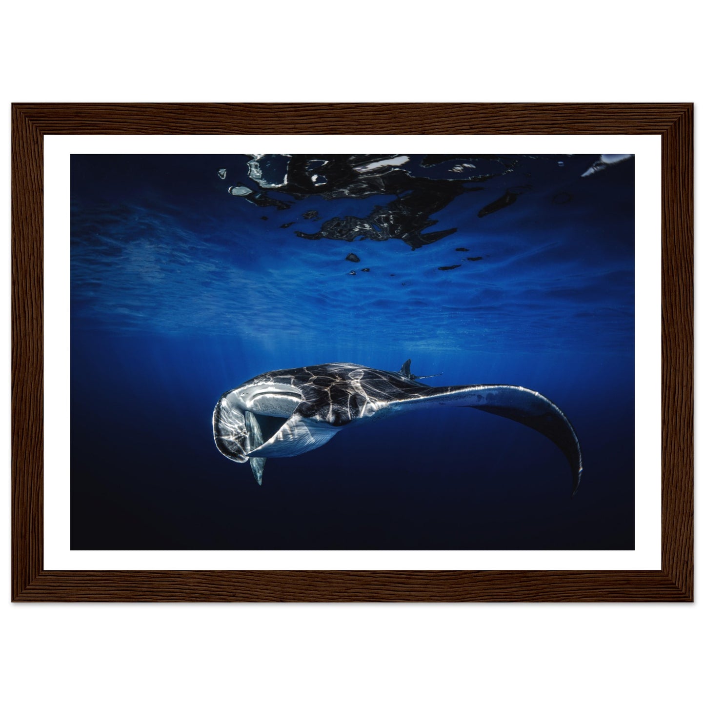GIANT MANTA RAY - WOODEN FRAME