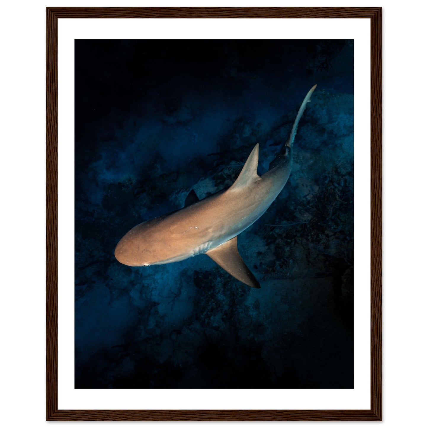 CURIOUS REEF SHARK - WOODEN FRAME