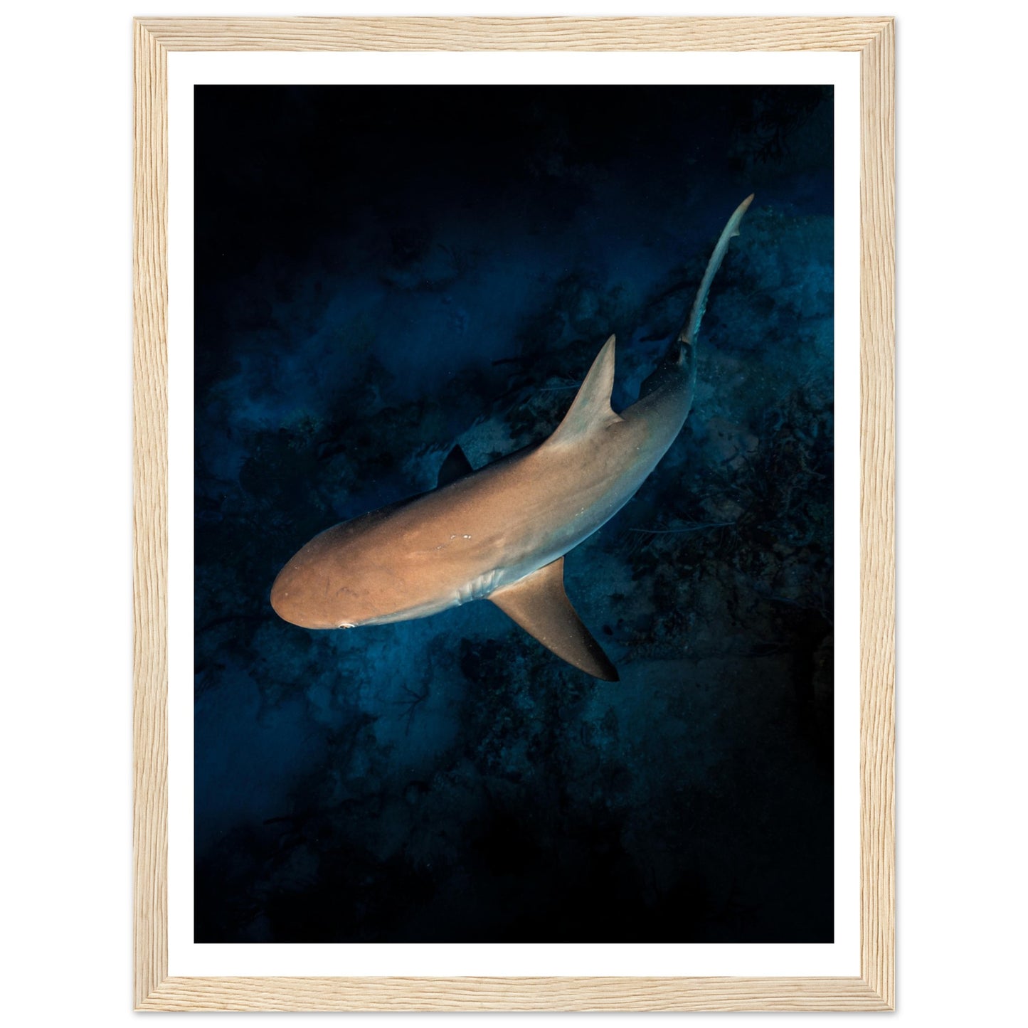 CURIOUS REEF SHARK - WOODEN FRAME