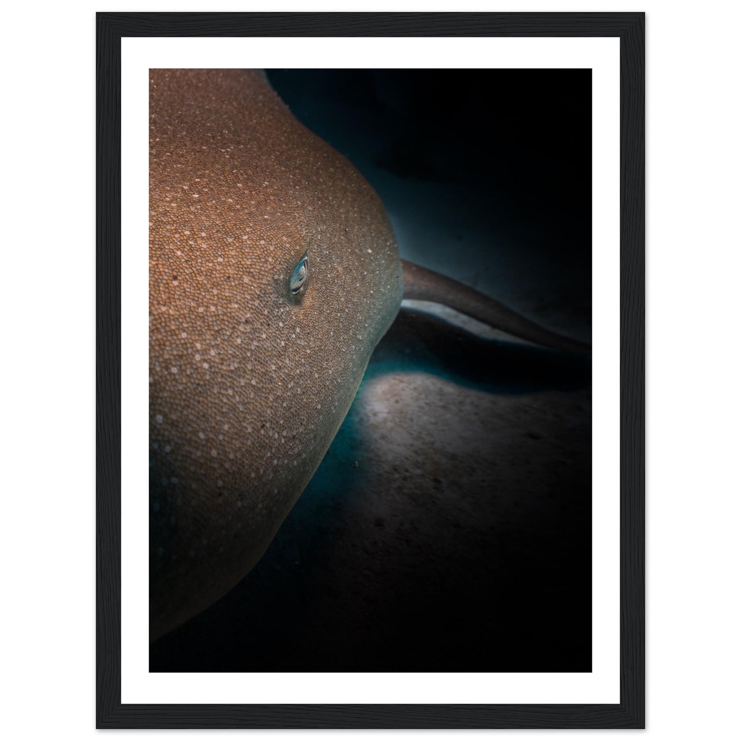SLEEPING NURSE SHARK - WOODEN FRAME