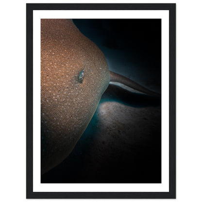SLEEPING NURSE SHARK - WOODEN FRAME