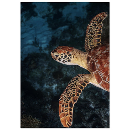 FLYING BABY TURTLE (PROFIL) -MATTE POSTER