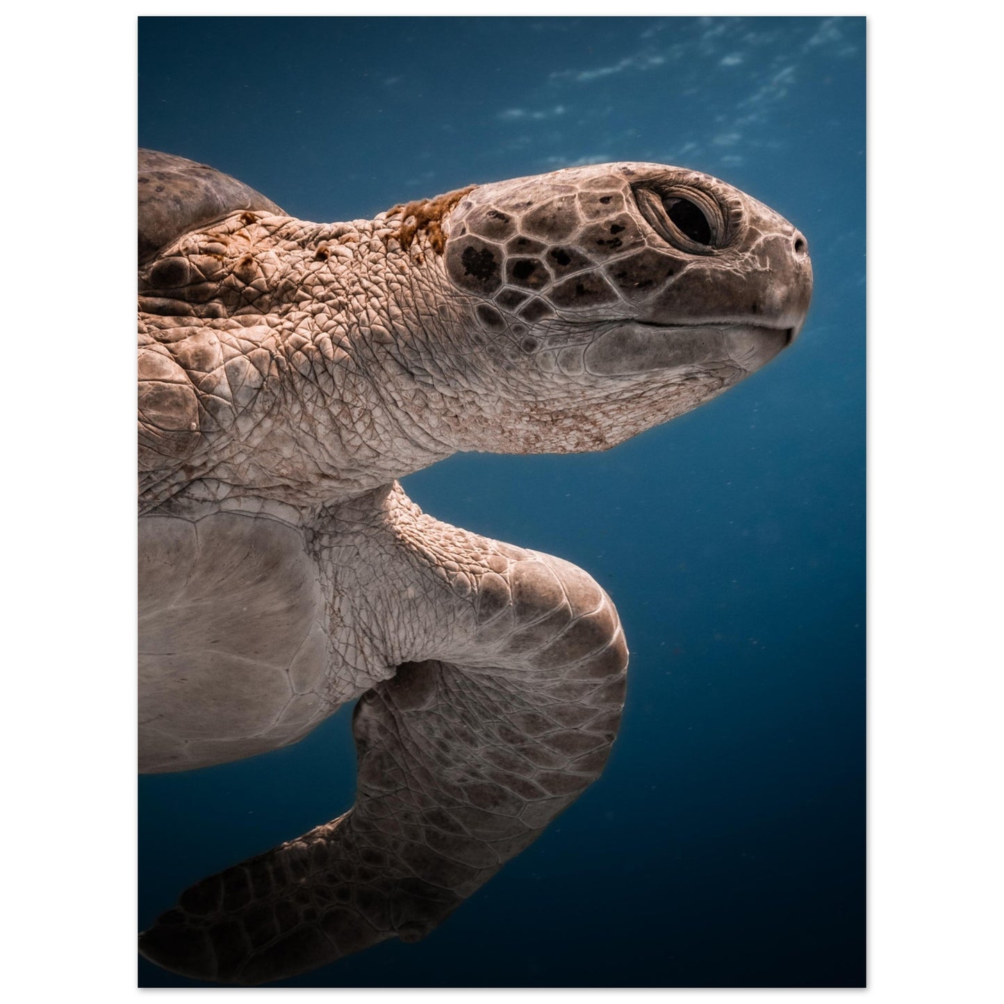 BENEATH A TURTLE - MATTE POSTER