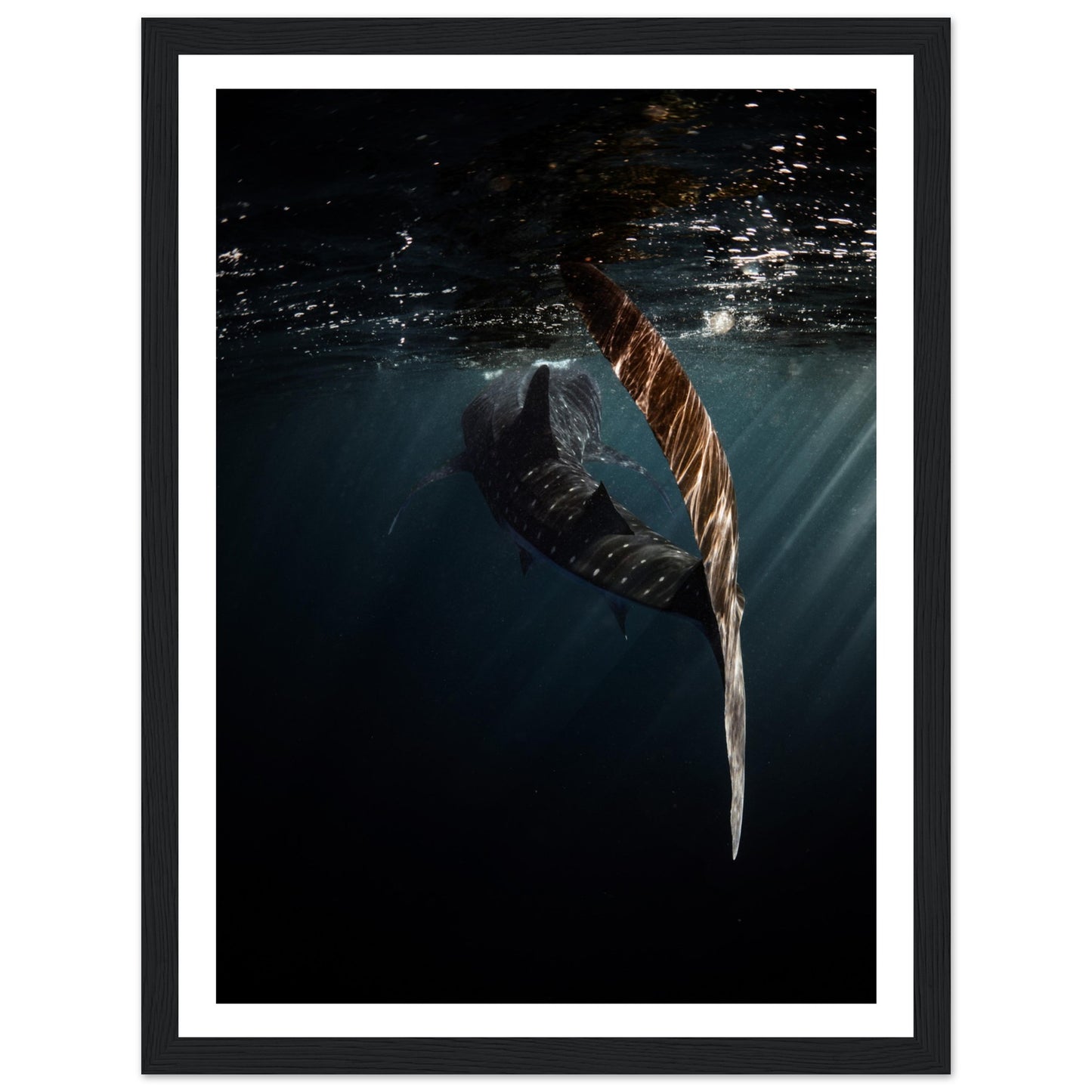 WHALE SHARK ENCOUNTER - WOODEN FRAME