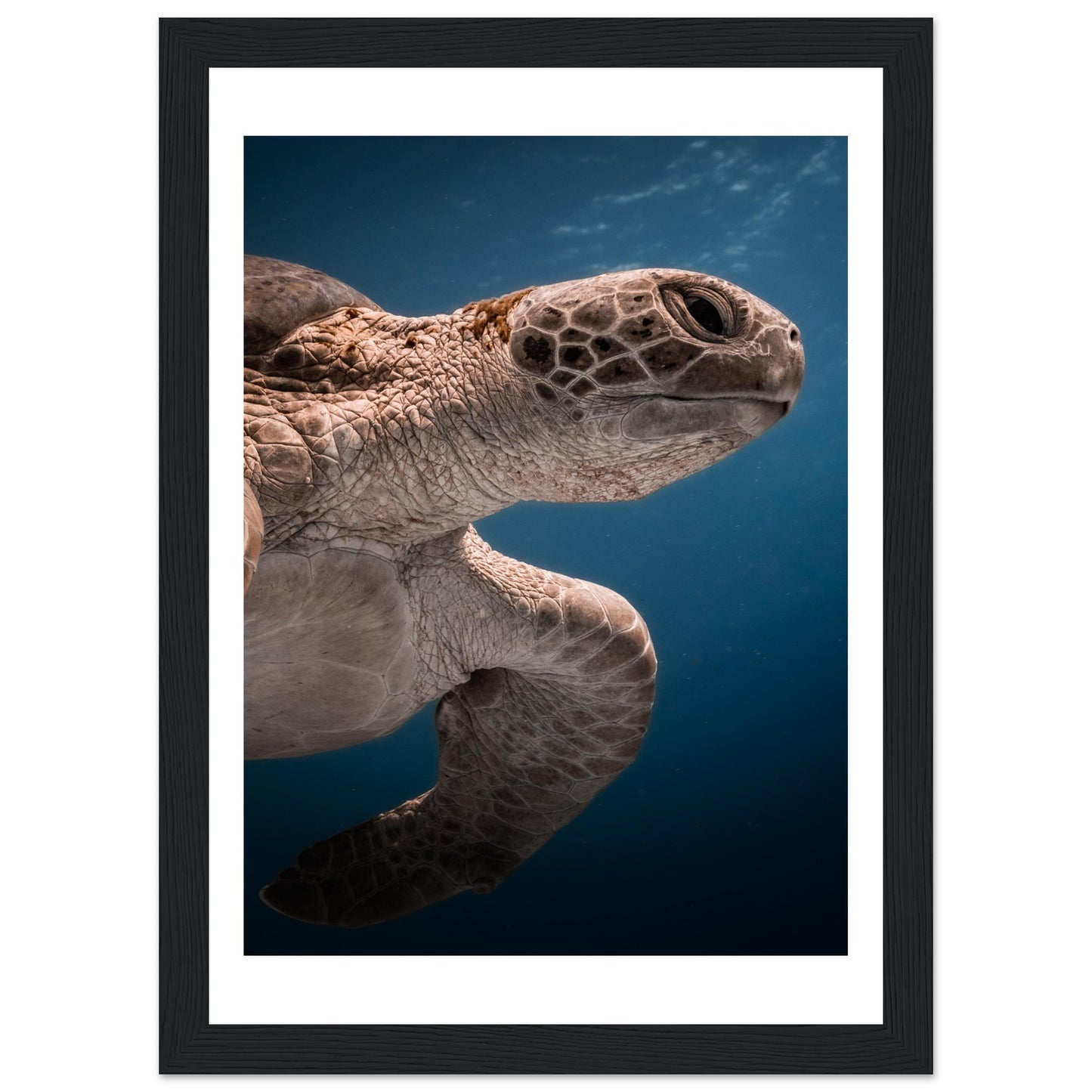 BENEATH A TURTLE - WOODEN FRAME