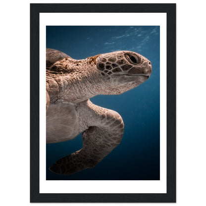 BENEATH A TURTLE - WOODEN FRAME