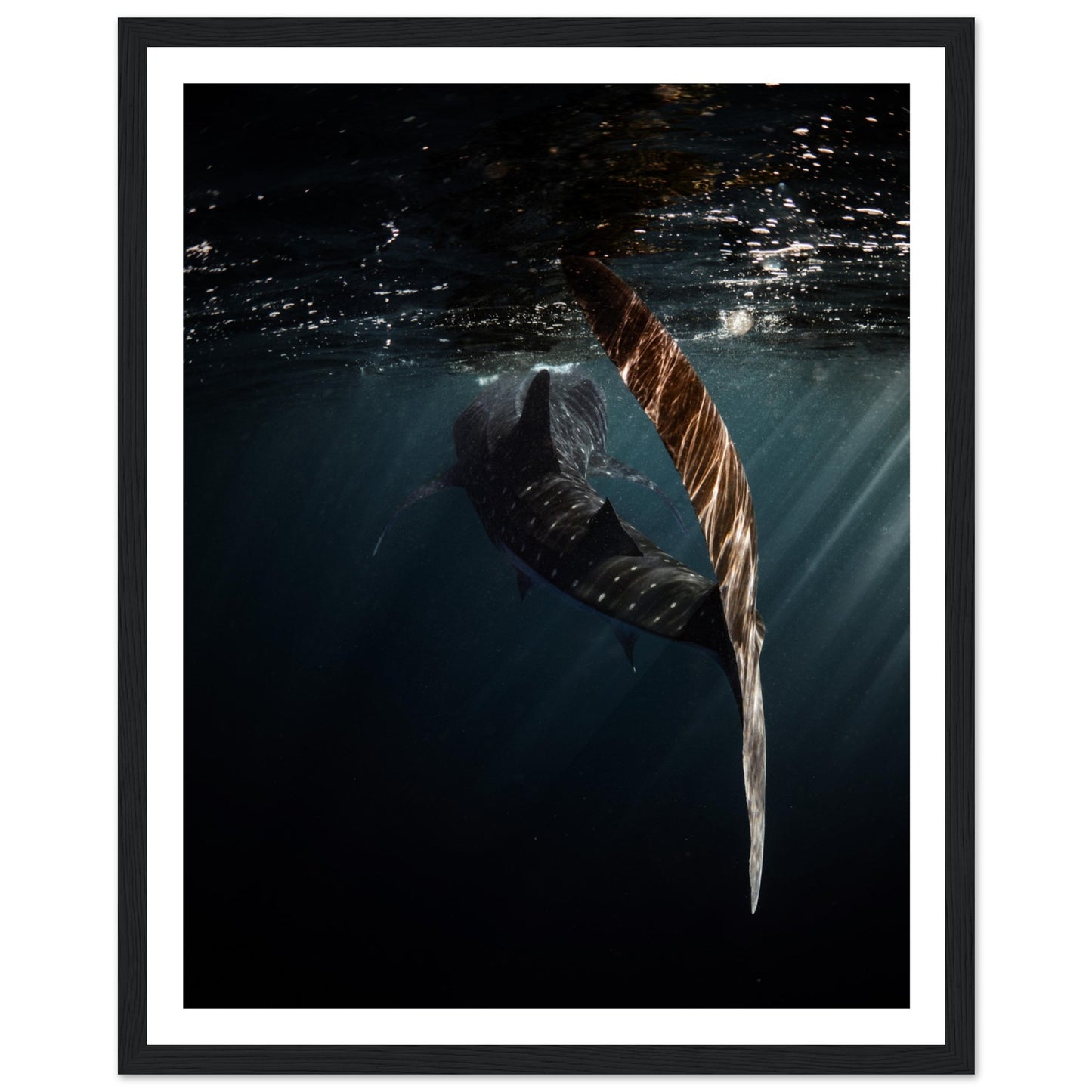 WHALE SHARK ENCOUNTER - WOODEN FRAME