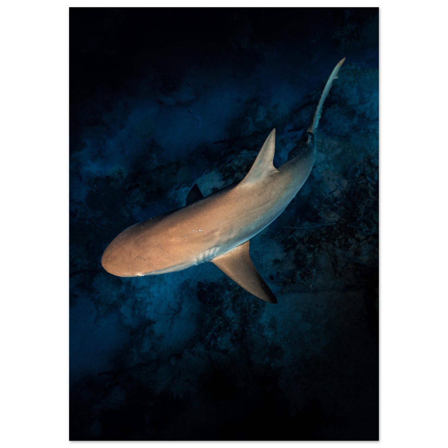 CURIOUS REEF SHARK - MATTE POSTER