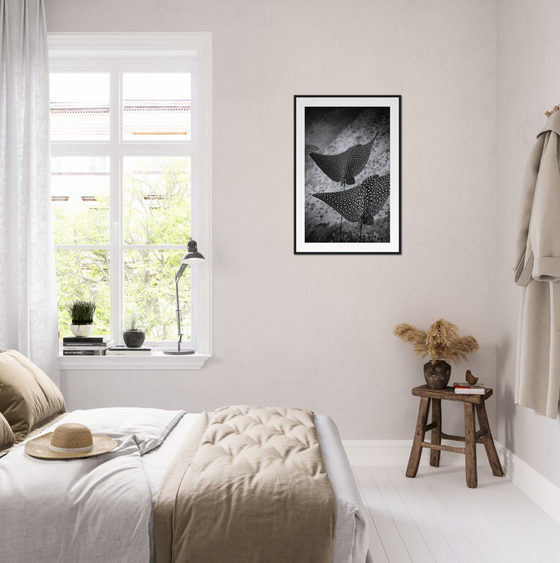 SPOTTED EAGLE RAY SQUAD - WOODEN FRAME